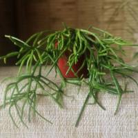 Интернет магазин кактусов и суккулентов кактуспозитив - Rhipsalis baccifera 'Oasis'