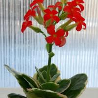 Интернет магазин кактусов и суккулентов кактуспозитив - Kalanchoe blossfeldiana f. Variegata.  Каланхое блоссфельда вариегата