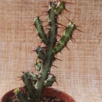 Интернет магазин кактусов и суккулентов кактуспозитив - Euphorbia aeruginosa